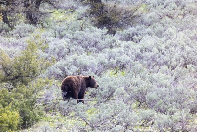 Grizzly Bear Grand Tetons NP May 2025